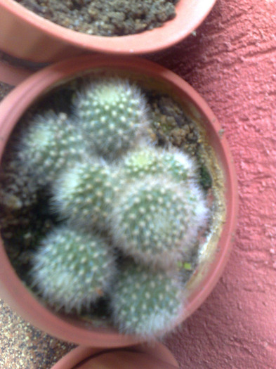 150520111053 - cactusi si suculente