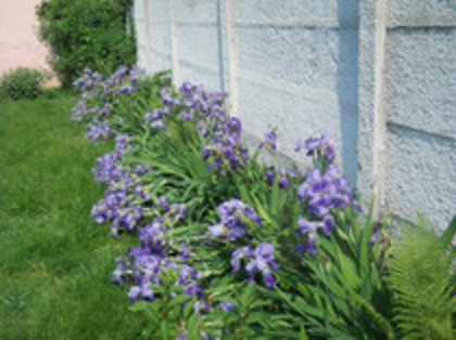 iris - Flori de gradina 2011-2012