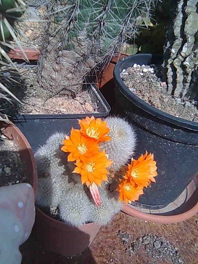 Imagine117 - cactusi si suculente