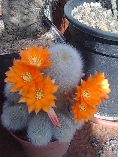 Imagine118 - cactusi si suculente