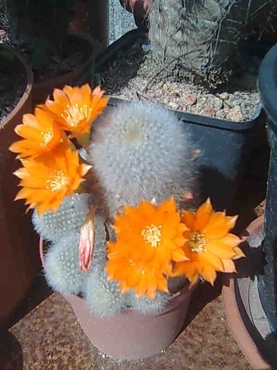 Imagine123 - cactusi si suculente