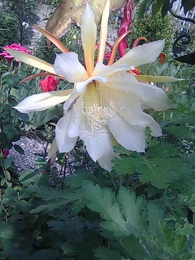 Epiphyllum detaliu - cactusi si suculente