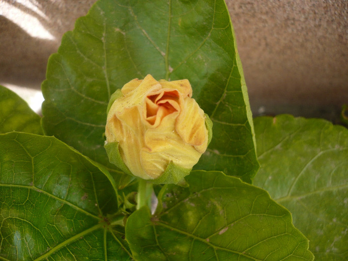 P1070803