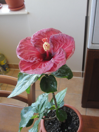 h. twilight glow - C-HIBISCUS DE LA GOMMER-2011