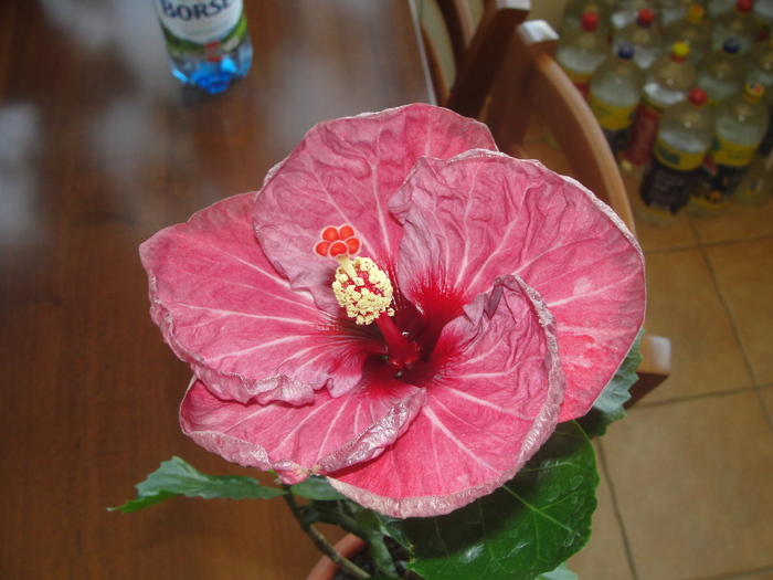 h. twilight glow - C-HIBISCUS DE LA GOMMER-2011