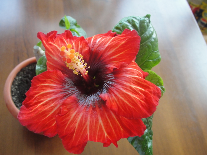 h.volcano - C-HIBISCUS DE LA GOMMER-2011