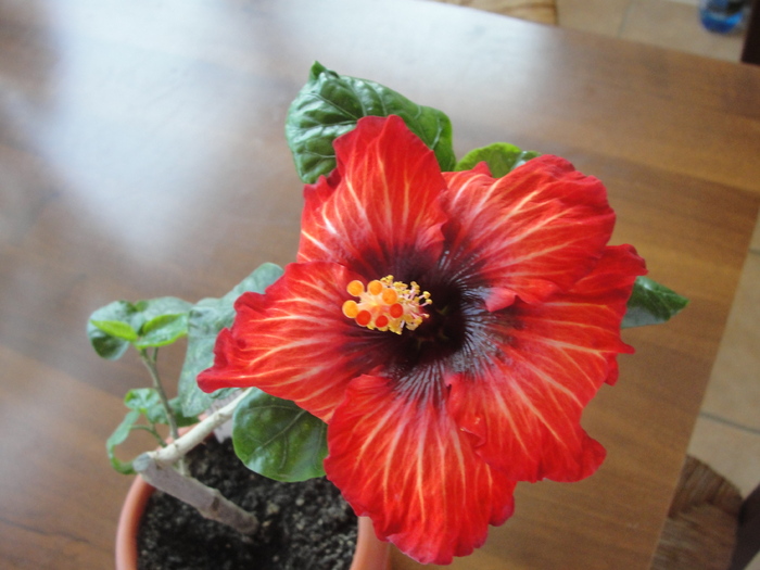 h. volcano - C-HIBISCUS DE LA GOMMER-2011