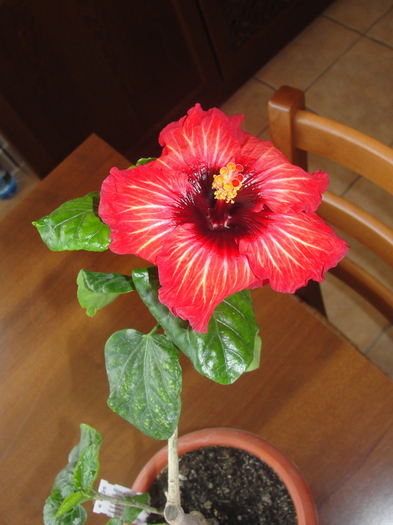 h. volcano - C-HIBISCUS DE LA GOMMER-2011