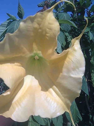 Imagine115 - brugmansia