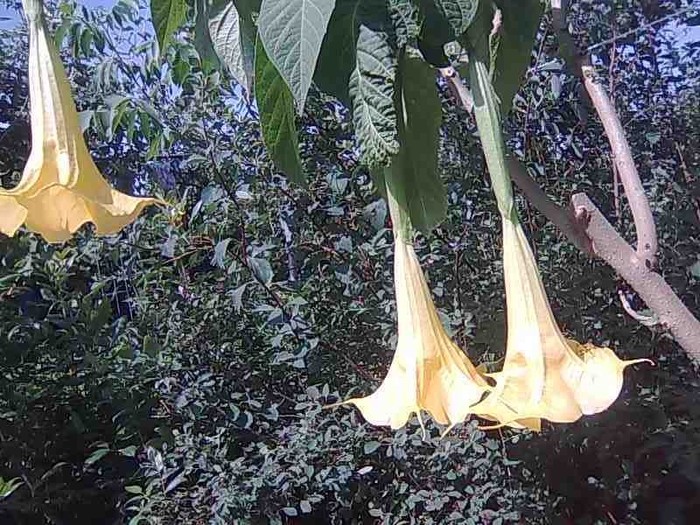 Imagine116 - brugmansia