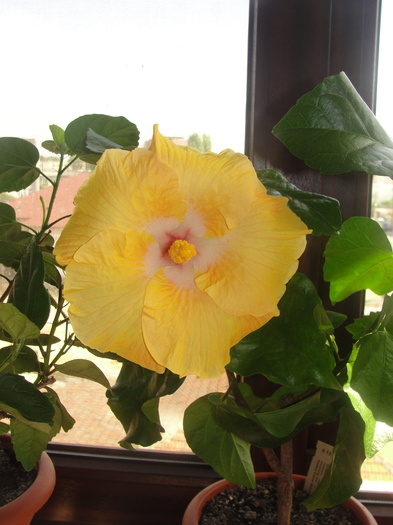 h. amber brubaker - C-HIBISCUS DE LA GOMMER-2011