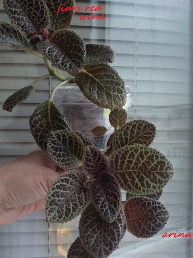 Photo5872 - EPISCIA