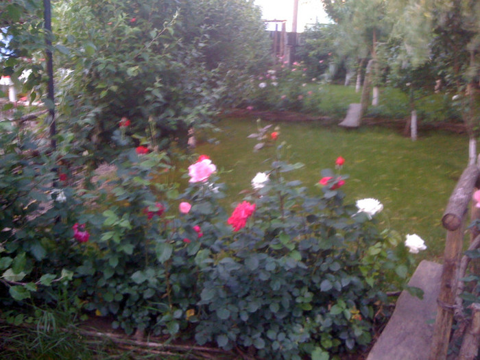 IMG_1110 - 11 06 2011 Iasomie si trandafiri
