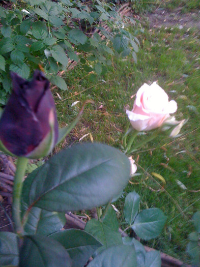IMG_1118 - 11 06 2011 Iasomie si trandafiri