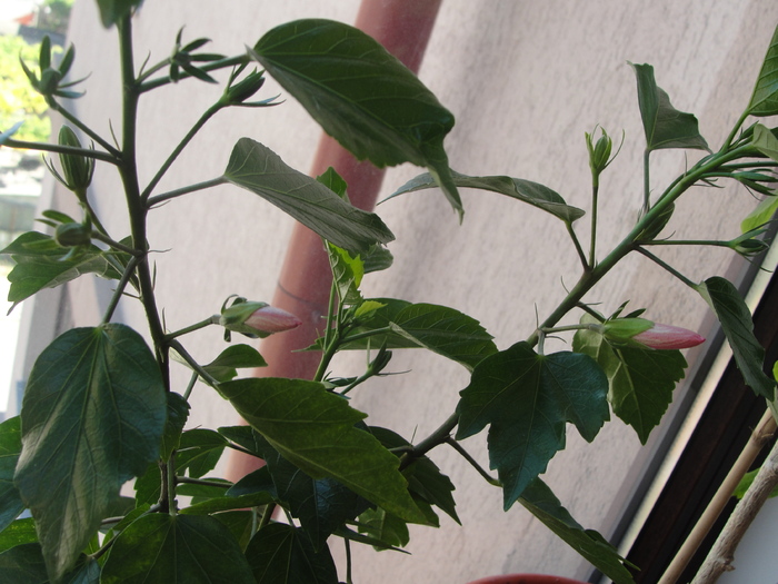 h. tiny tina boboci - C-HIBISCUS DE LA GOMMER-2011