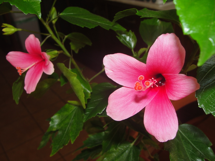 h. tiny tina - C-HIBISCUS DE LA GOMMER-2011