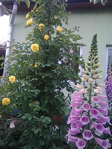 GOLDEN GATE -Kordes 2005 - trandafiri