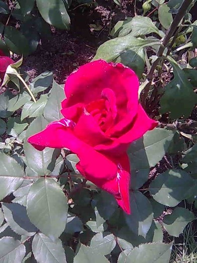 Imagine018 - trandafiri