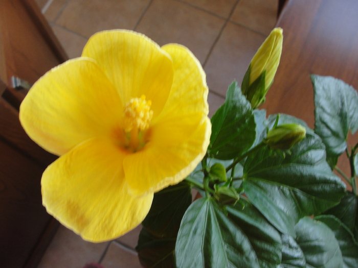 h. fort meyers yellow