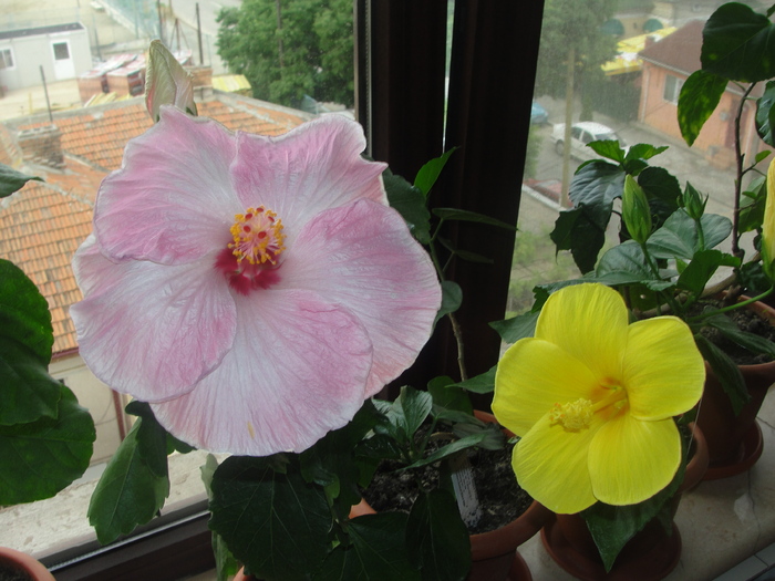 alice wolfe si amber brubaker - C-HIBISCUS DE LA GOMMER-2011