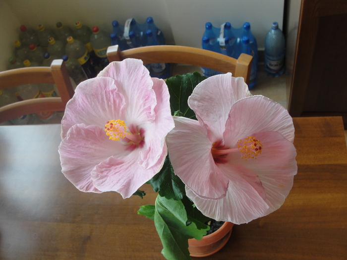 h. alice wolfe floare prima zi si floare a 3 zi - C-HIBISCUS DE LA GOMMER-2011