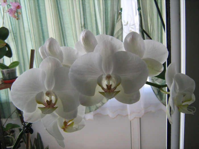 IMG_9844 - Orhideele mele 2011
