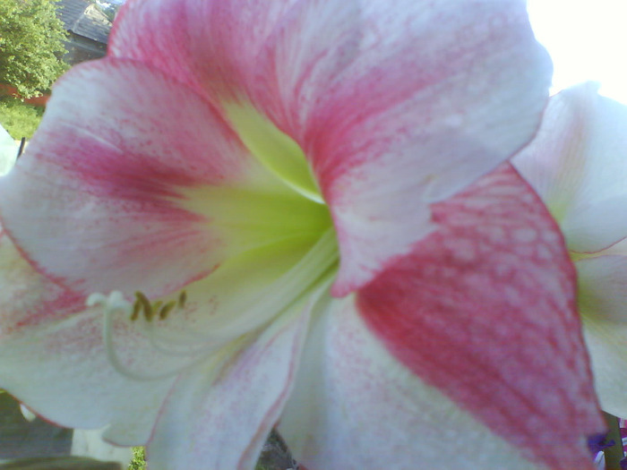 DSC05647 - AAAAAAAA  amaryllis de vanzare-decembrie2011