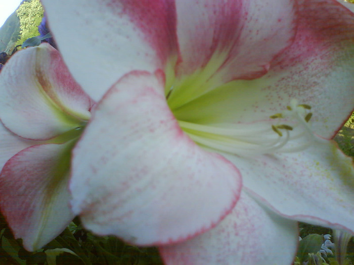 DSC05648 - AAAAAAAA  amaryllis de vanzare-decembrie2011