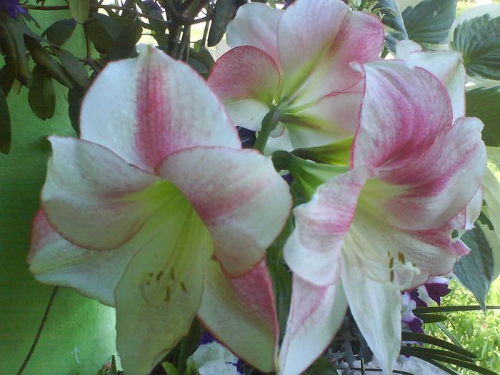 DSC05619 - AAAAAAAA  amaryllis de vanzare-decembrie2011