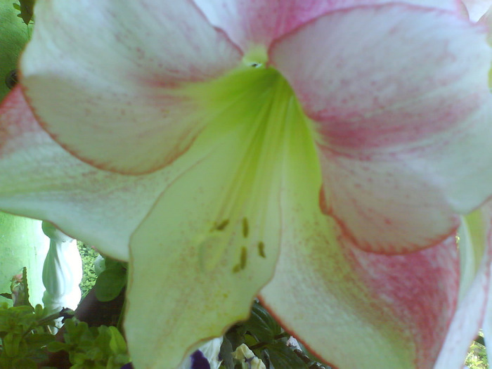 DSC05621 - AAAAAAAA  amaryllis de vanzare-decembrie2011