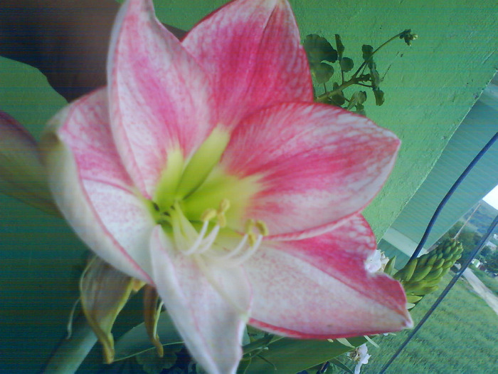 DSC05467 - AAAAAAAA  amaryllis de vanzare-decembrie2011