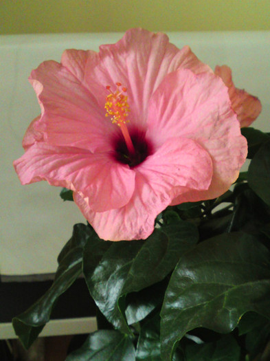 Hibiscus Sunny Cities  "Venetië" - Plante diverse