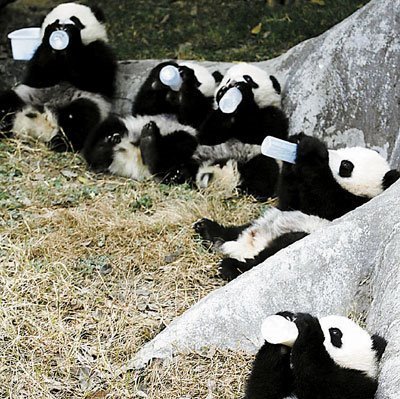 beau laptic - ursuletii panda