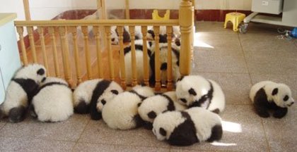 ce inghesuiala - ursuletii panda