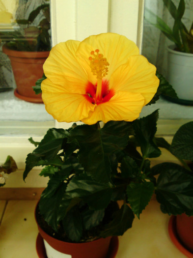 Hibiscus Sunny Cities "Kyoto Yellow" - Plante diverse