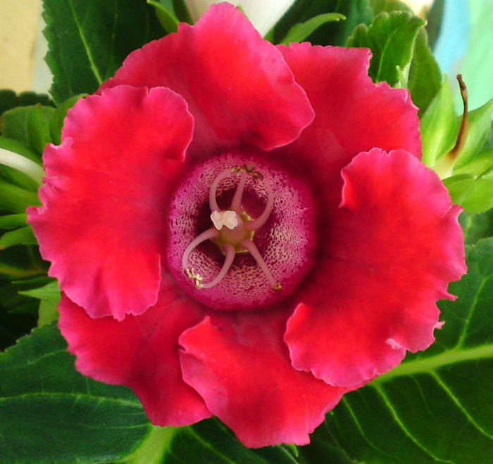  - Gloxinia