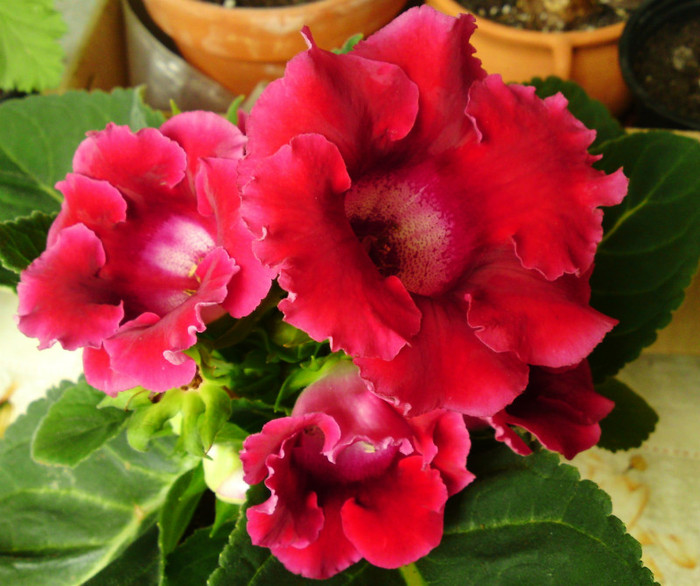  - Gloxinia