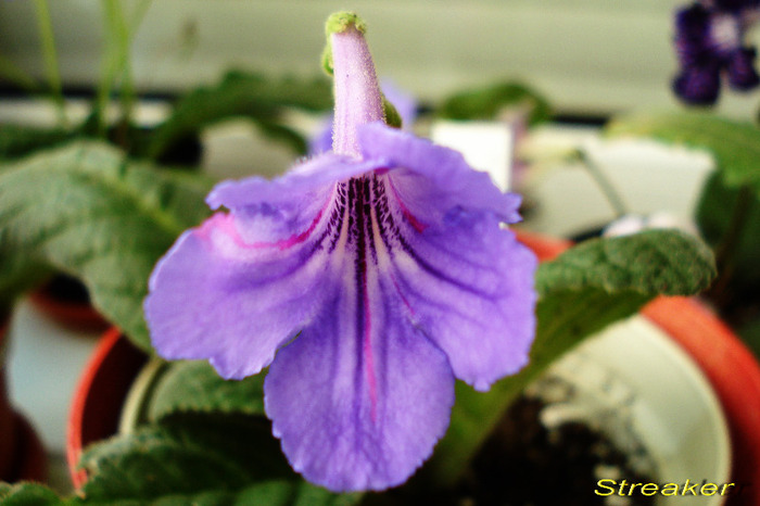 Streaker (12-06-2011)fost