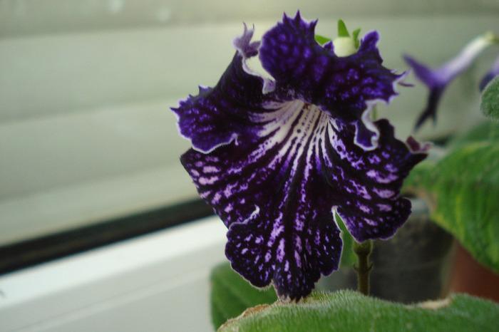 Fit-Sochi Black Nights (12-06-2011)