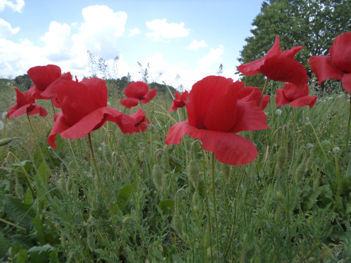 Copy (2) of DSC00172 - gradina lui nenea jorj