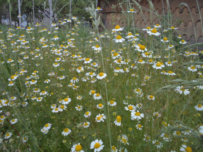 Copy of DSC00175 - gradina lui nenea jorj
