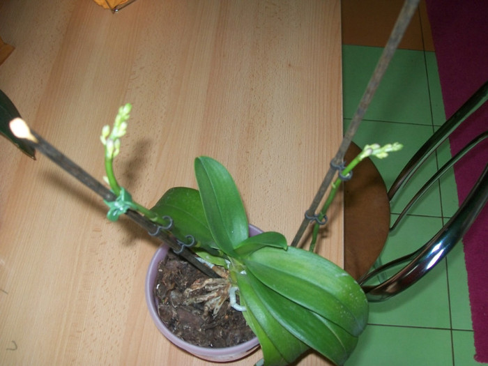 100_3775; 2 tije din nou!
