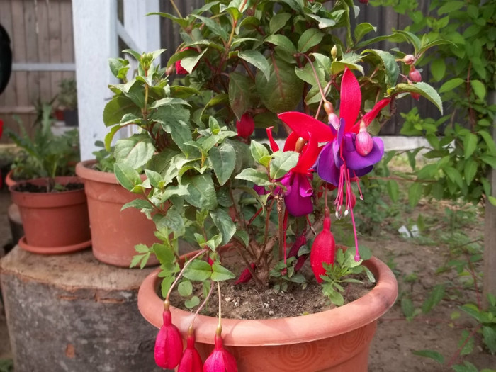 Vodoo - Fuchsia