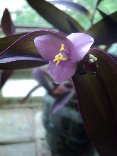 DSC01456 - 2011_Tradescantia pallida