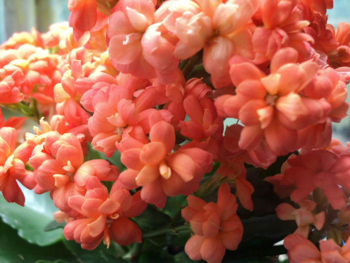 DSC01497 - 2011_Kalanchoe