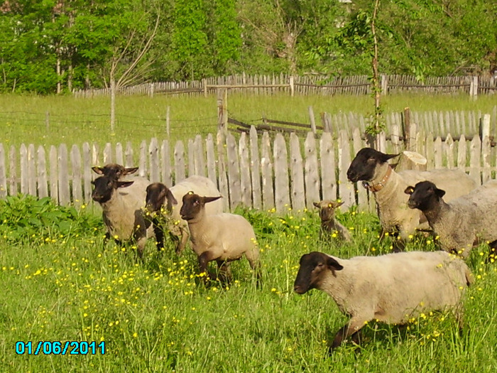 oile lui Csaba-gorbe sunphoto - citeva poze