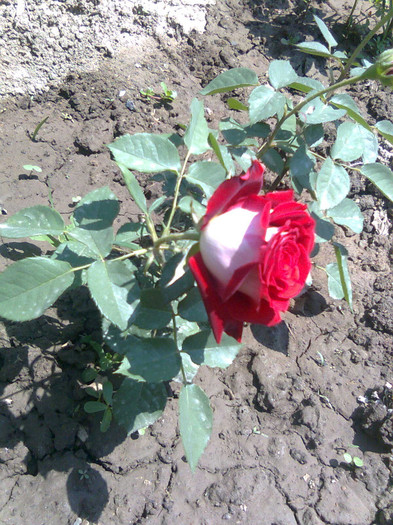 Imagine0434 - trandafiri 2011