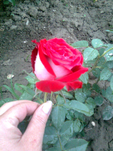 Osiria-luat in primavara 2011 - trandafiri 2011
