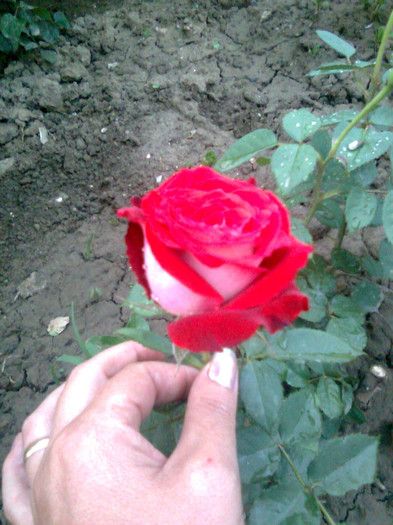 Osiria - trandafiri 2011