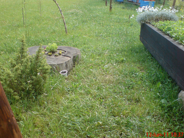 DSC00052; jnepi munte
